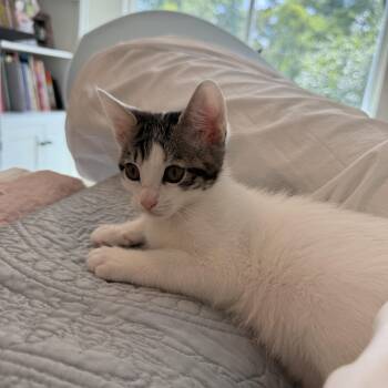 Megan -  Domestic Short Hair Cat for Adoption in Park Row, Texas - Megan | PetCurious