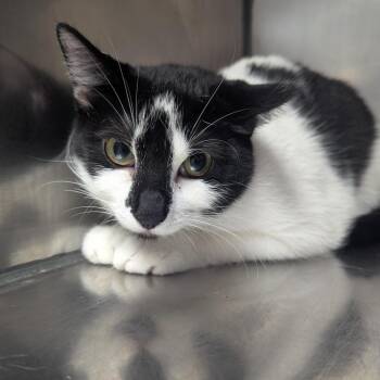 Zelda -  Domestic Short Hair Cat for Adoption in Birmingham, Alabama - Zelda | PetCurious
