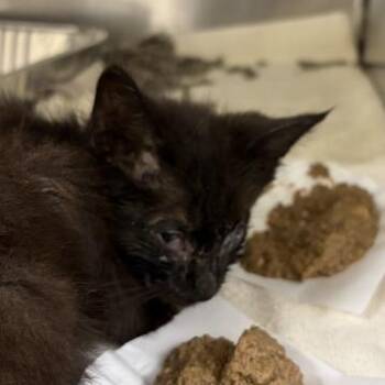 Mabel -  Domestic Short Hair Cat for Adoption in Asheville, North Carolina - Mabel | PetCurious