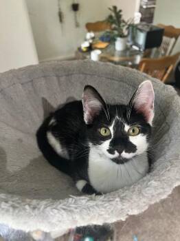 Wishbone -  Domestic Short Hair Cat for Adoption in Fort Collins, Colorado - Wishbone | PetCurious