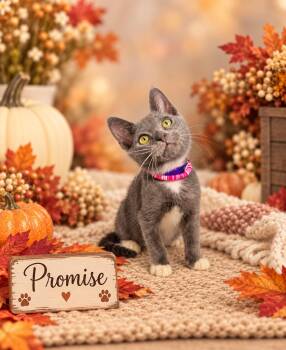 Promise -  Tuxedo Cat for Adoption in Tavares, Florida - Promise | PetCurious