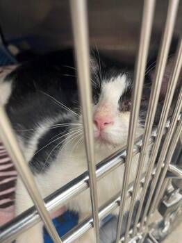 Wonky Willie -  Domestic Short Hair Cat for Adoption in Jackson, Louisiana - Wonky Willie | PetCurious