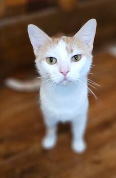 Rescue Domestic Short Hair Cats for Adoption in Fishers, Indiana - Aurora | PetCurious