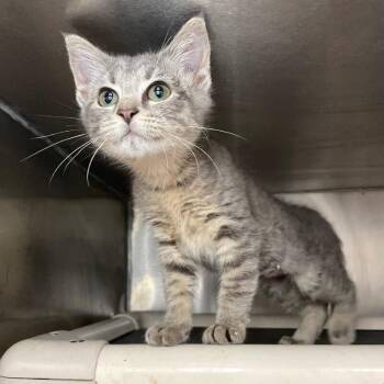 Storm Cloud -  Domestic Short Hair Cat for Adoption in Roanoke, Virginia - Storm Cloud | PetCurious