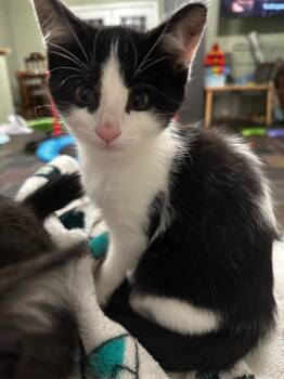 Rescue Domestic Short Hair Cats for Adoption in Arthur, Ontario - Magno | PetCurious