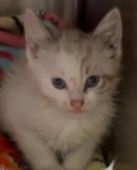 MAO -  Domestic Short Hair Cat for Adoption in Elizabethton, Tennessee - MAO | PetCurious