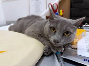 Domestic Short Hair Cats Available for Adoption - Boop | PetCurious