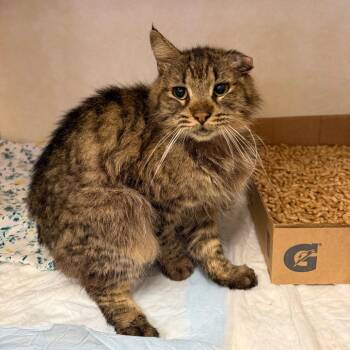 WAGS-Stray-22179_2 -  Domestic Medium Hair Cat for Adoption in Westminster, California - WAGS-Stray-22179_2 | PetCurious