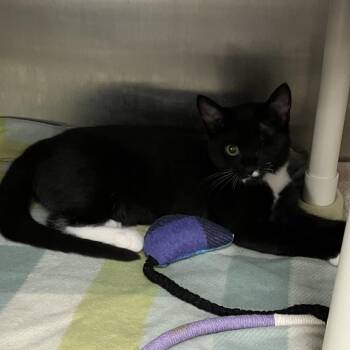 Marie -  Domestic Short Hair Cat for Adoption in Grand Rapids, Michigan - Marie | PetCurious