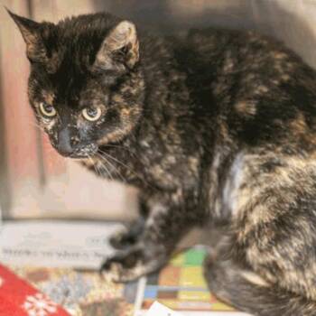 Domestic Short Hair Cats Available for Adoption in New York, New York - Angelica | PetCurious