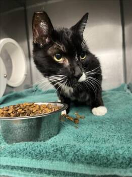 A228376 -  Domestic Short Hair Cat for Adoption in Woodland, California - A228376 | PetCurious