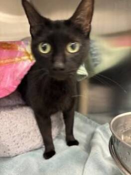 Koi -  Domestic Short Hair Cat for Adoption in Schenectady, New York - Koi | PetCurious