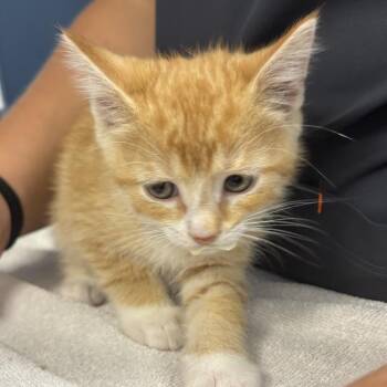 Sloth -  Domestic Short Hair Cat for Adoption in Newark, New Jersey - Sloth | PetCurious