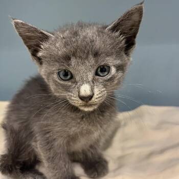 Dawn -  Domestic Short Hair Cat for Adoption in Chattanooga, Tennessee - Dawn | PetCurious