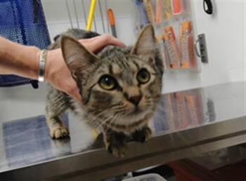 MUNCHIE -  Domestic Short Hair Cat for Adoption in Albuquerque, New Mexico - MUNCHIE | PetCurious