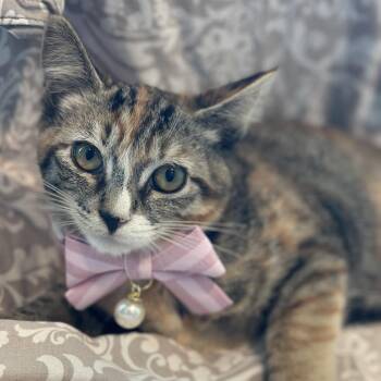 Cindy Crawford -  Domestic Short Hair Cat for Adoption in Matteson, Illinois - Cindy Crawford | PetCurious
