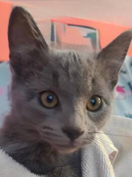 Donut -  Domestic Short Hair Cat for Adoption in Ogden, Utah - Donut | PetCurious