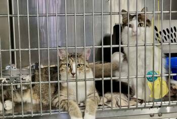Toast (Bonded w/Pancake) -  Domestic Long Hair Cat Available for Adoption in Detroit Lakes, Minnesota - Toast (Bonded W/Pancake) | PetCurious