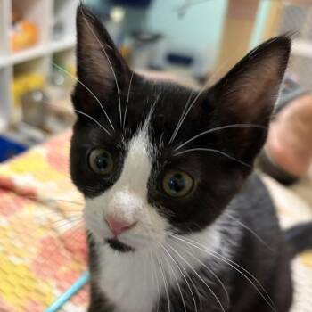 Greeley -  Domestic Short Hair Cat for Adoption in Chicago, Illinois - Greeley | PetCurious