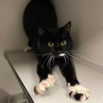 Domestic Short Hair Cats Available for Adoption in Aurora, Colorado - CHERRY | PetCurious