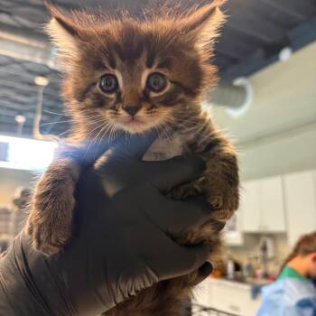 Furball -  Domestic Long Hair Cat for Adoption in Huntington, West Virginia - Furball | PetCurious