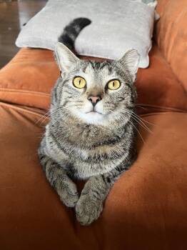 Domestic Short Hair Cats Available for Adoption in Dickson, Tennessee - Yasha | PetCurious