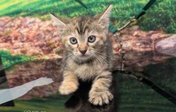 ALANDRA -  Domestic Short Hair Cat for Adoption in Moreno Valley, California - ALANDRA | PetCurious