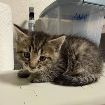 Charlie -  Domestic Short Hair Cat for Adoption in Cody, Wyoming - Charlie | PetCurious