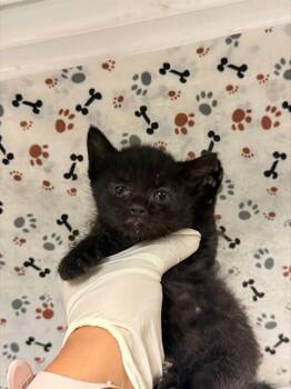 CHIKA -  Domestic Short Hair Cat for Adoption in Riverside, California - CHIKA | PetCurious
