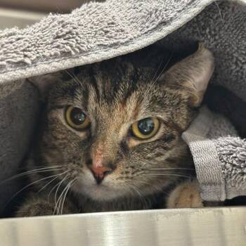 Theresa -  Domestic Short Hair Cat for Adoption in Matteson, Illinois - Theresa | PetCurious