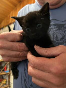Pepper - Adorable Cuddley Kitten -  Burmese Cat for Adoption in East Amwell Township, New Jersey - Pepper - Adorable Cuddley Kitten | PetCurious