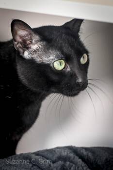 Jax -  Abyssinian Cat Available for Adoption in Elmwood, Louisiana - Jax | PetCurious