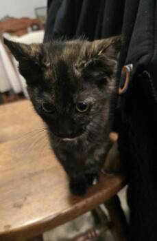 GRAPEFRUIT -  Domestic Medium Hair Cat for Adoption in Broomfield, Colorado - GRAPEFRUIT | PetCurious