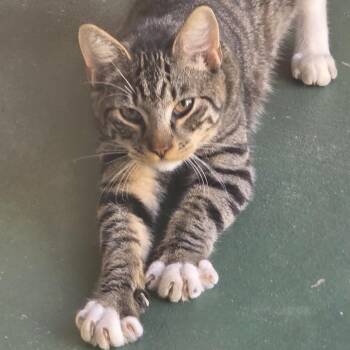 Harley -  Domestic Short Hair Cat for Adoption in Goleta, California - Harley | PetCurious