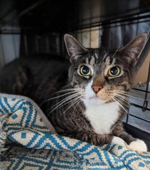 Rocky -  Domestic Short Hair Cat for Adoption in Seven Valleys, Pennsylvania - Rocky | PetCurious