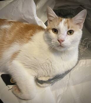 Dreamsicle Dexter -  Domestic Short Hair Cat for Adoption in Mokena, Illinois - Dreamsicle Dexter | PetCurious