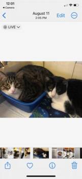 Rescue Domestic Short Hair Cats for Adoption in Owensboro, Kentucky - OLIVER (bonded With SHADOW) | PetCurious