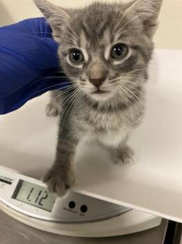 Domestic Short Hair Cats Available for Adoption in Long Beach, California - EDDY | PetCurious