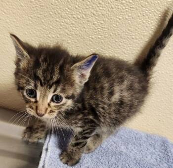 George -  Domestic Short Hair Cat for Adoption in Vancouver, Washington - George | PetCurious