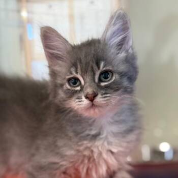 May (26-2D-2) -  Domestic Short Hair Cat for Adoption in Rifle, Colorado - May (26-2D-2) | PetCurious