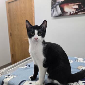 Banjo -  Domestic Short Hair Cat for Adoption in Madison, Wisconsin - Banjo | PetCurious