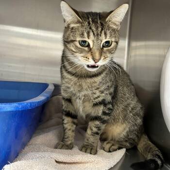 Rescue Tabby Cats for Adoption in Howes Cave, New York - Paisley | PetCurious