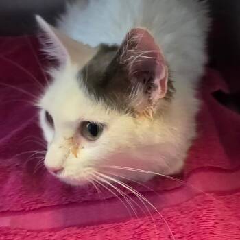 Emma Mae -  Domestic Short Hair Cat for Adoption in Council Bluffs, Iowa - Emma Mae | PetCurious