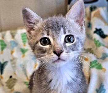 Rescue Domestic Short Hair Cats for Adoption in Rutherfordton, North Carolina - Artemis | PetCurious