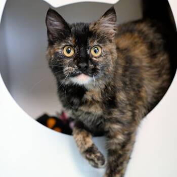 Domestic Short Hair Cats Available for Adoption - Olives | PetCurious