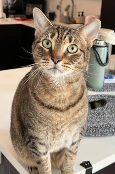 Julep -  Domestic Short Hair Cat for Adoption in Trenton, New Jersey - Julep | PetCurious