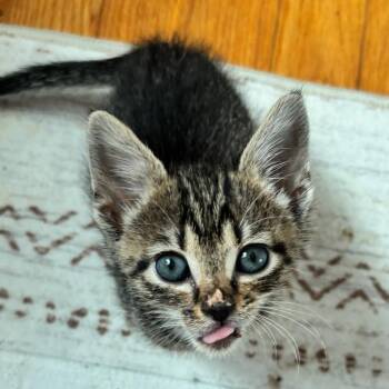 Venus Love -  Domestic Short Hair Cat for Adoption in Fredericksburg, Virginia - Venus Love | PetCurious