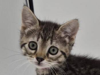 Katy -  Domestic Short Hair Cat for Adoption in Portland, Oregon - Katy | PetCurious