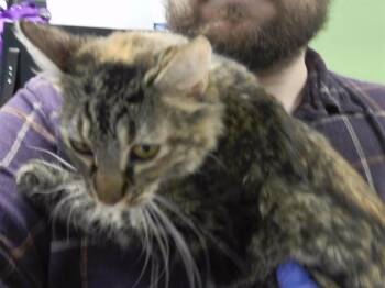 HELEN EDNA (NOTARY PUBLIC) -  Domestic Medium Hair and Domestic Short Hair Cat for Adoption in Omaha, Nebraska - HELEN EDNA (NOTARY PUBLIC) | PetCurious