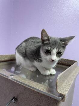 61640367 -  Domestic Short Hair Cat for Adoption in El Paso, Texas - 61640367 | PetCurious